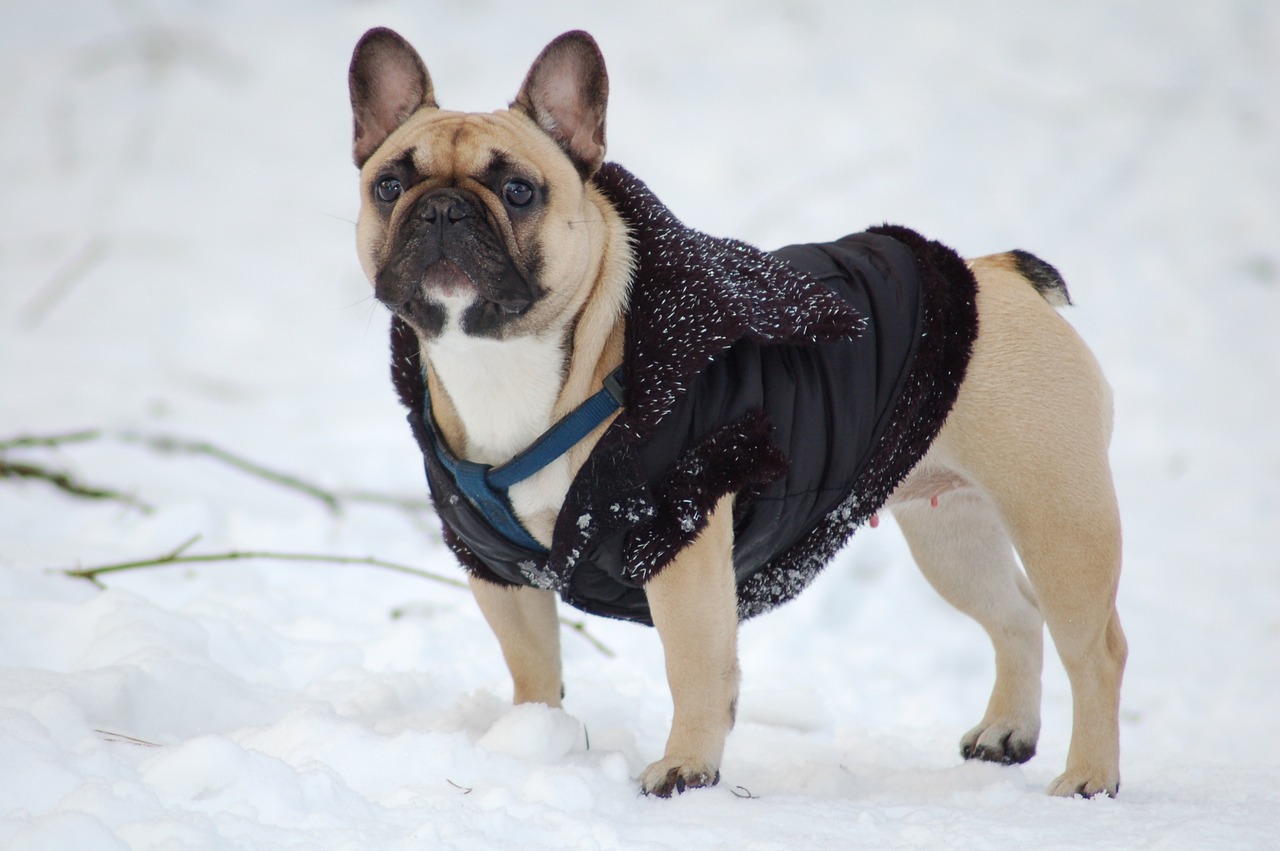 Understanding the Affectionate Nature of Bulldogs